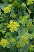 bupleurum rotundifolium